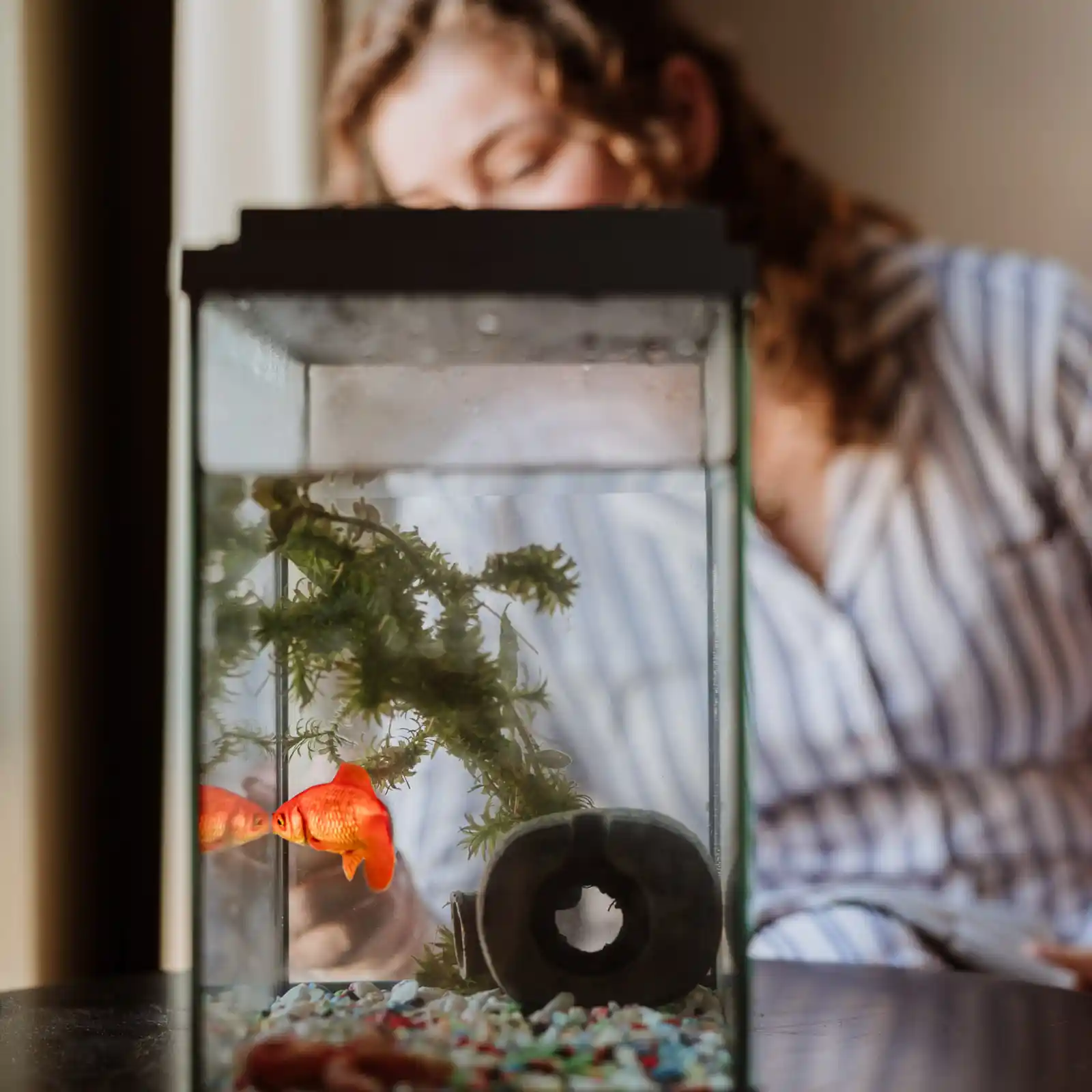 Townhouse Den Haag Hotel blub